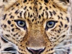 Zašto sanjate leoparda u kući?