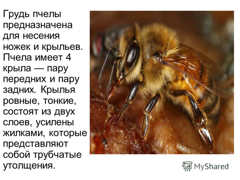 Пчелы в жизни человека. Пчелы общественные насекомые. Роль пчелы в жизни человека. Роль пчел в природе и жизни человека. Значение пчел в природе.