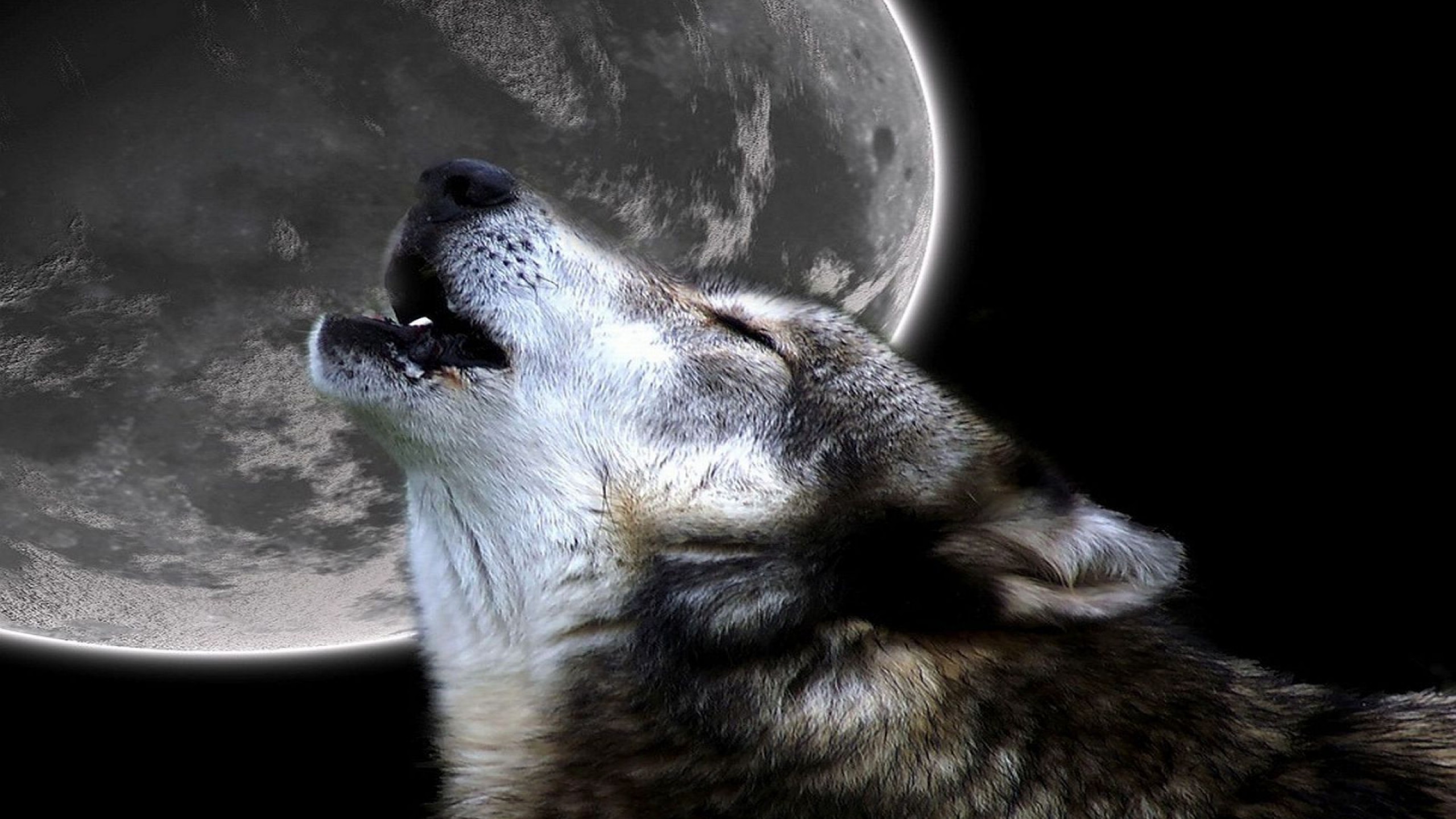 Волчий вой на луну