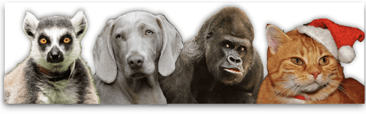 Предъявление для опознания животных. Опознание животных картинки. Картинка с животными для привлечения внимания. Опознание животных