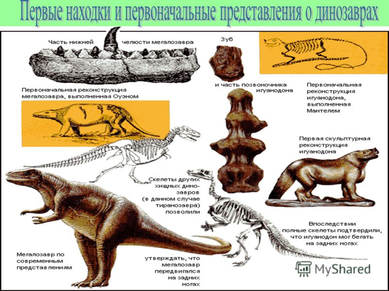 Презентация по теме развитие жизни на земле эры древнейшей и древней жизни